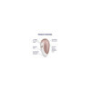 Stimulateur clitoridien Pro Deluxe Satisfyer 